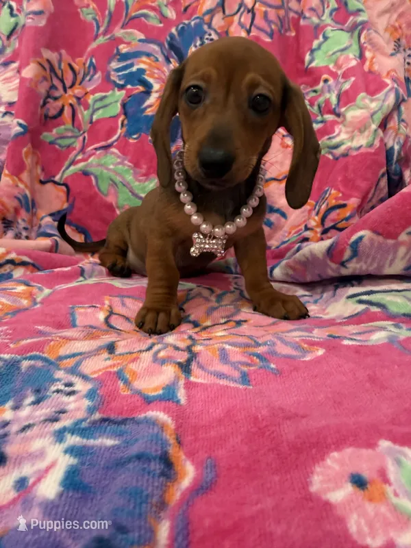 Winnie  – Miniature Dachshund puppy for sale in Merritt Island, FL