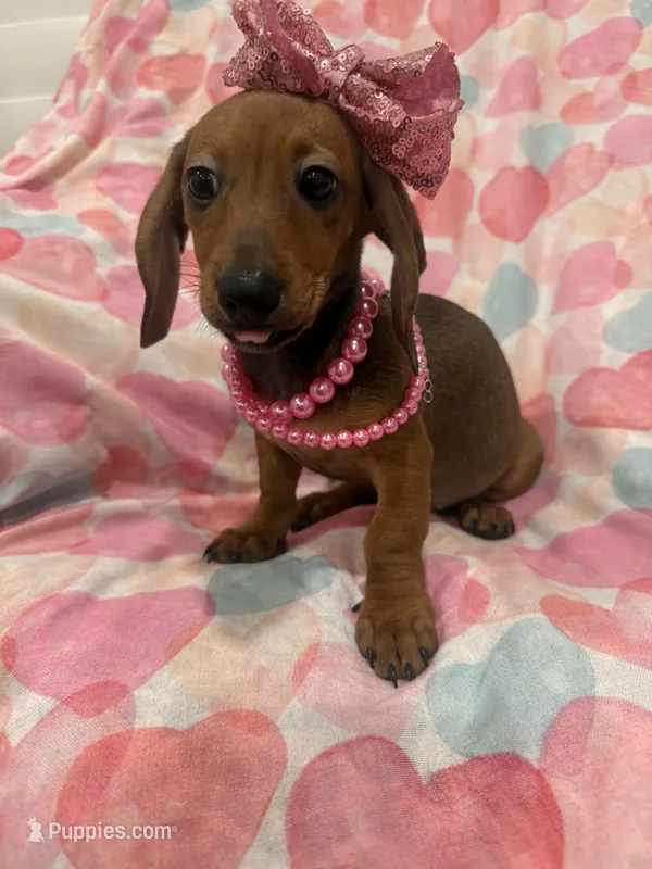 Winnie  – Miniature Dachshund puppy for sale in Merritt Island, FL