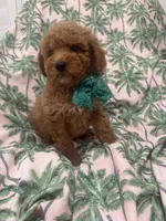 Jagger , a male Poodle - Miniature  and Cavachon for sale in Merritt Island, FL – 7 of 7