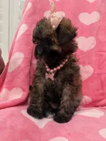Bella , a female Shihpoo for sale in Merritt Island, FL – 5 of 8