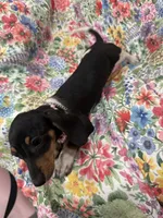 Lilly, a female Miniature Dachshund for sale in Merritt Island, FL – 9 of 9