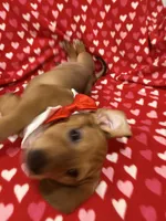 Scrappy , a male Miniature Dachshund for sale in Merritt Island, FL – 3 of 7