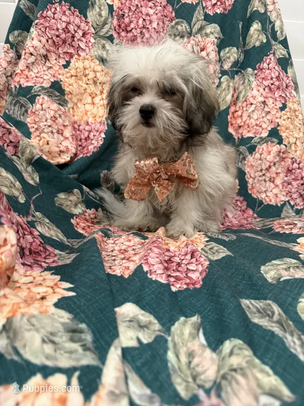 Gizmo  – Mal Shi puppy for sale in Merritt Island, FL