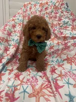 Cooper, a male Poodle - Miniature  for sale in Merritt Island, FL – 10 of 10