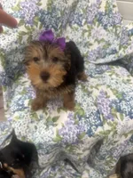 Ashley , a female Yorkshire Terrier for sale in Merritt Island, FL – 7 of 10