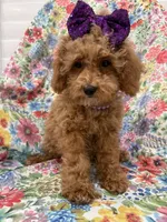 Violet , a female Poodle - Miniature  for sale in Merritt Island, FL – 10 of 10