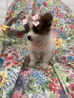 Paisley , a female Pomeranian for sale in Merritt Island, FL – 6 of 10