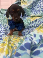 Tucker , a male Miniature Dachshund for sale in Merritt Island, FL – 2 of 5