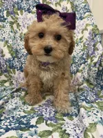 Callie , a female Cavapoo for sale in Merritt Island, FL – Photo 6 of 9