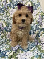 Callie , a female Cavapoo for sale in Merritt Island, FL – Photo 9 of 9