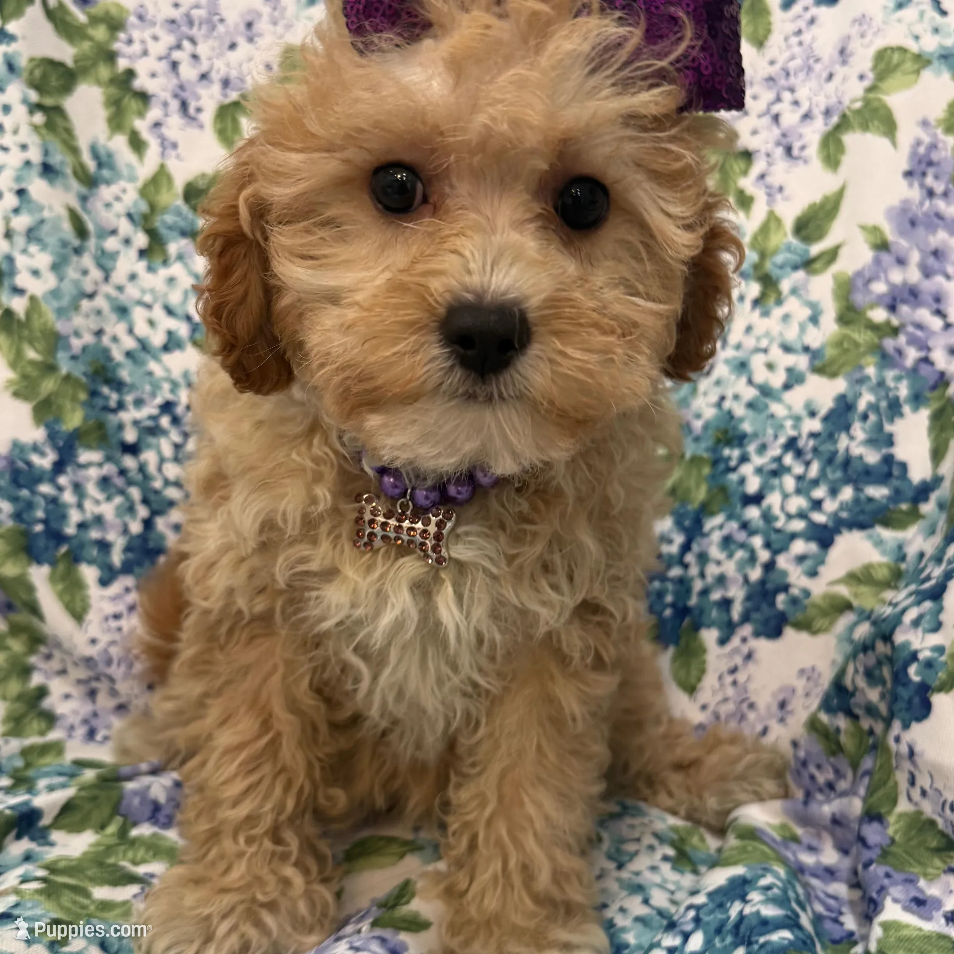 Callie , a female Cavapoo for sale in Merritt Island, FL – Photo 4 of 9