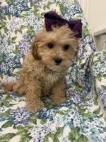 Callie , a female Cavapoo for sale in Merritt Island, FL – Photo 3 of 9