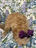 Callie , a female Cavapoo for sale in Merritt Island, FL – Photo 8 of 9