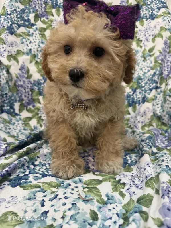 Callie  – Cavapoo puppy on hold in Merritt Island, FL