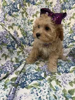 Callie , a female Cavapoo for sale in Merritt Island, FL – Photo 5 of 9