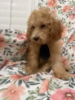Cooper , a male Poodle - Miniature  for sale in Merritt Island, FL – 8 of 9