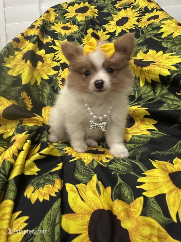 Paige  – Pomeranian puppy for sale in Merritt Island, FL