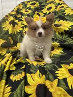 Paige , a female Pomeranian for sale in Merritt Island, FL – 1 of 10