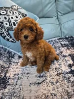 Scarlett, a female Poodle - Miniature  for sale in Merritt Island, FL – 6 of 6