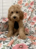 Cooper , a male Poodle - Miniature  for sale in Merritt Island, FL – 2 of 9