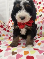 Snickers , a male Miniature Bernedoodle for sale in Merritt Island, FL – 3 of 10
