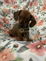 Winnie , a female Miniature Dachshund for sale in Merritt Island, FL – 6 of 8