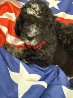 Pepper , a male Bernedoodle for sale in Merritt Island, FL – 5 of 8