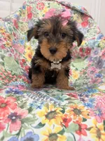 Ashley , a female Yorkshire Terrier for sale in Merritt Island, FL – 4 of 10
