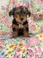 Ashley , a female Yorkshire Terrier for sale in Merritt Island, FL – 2 of 10