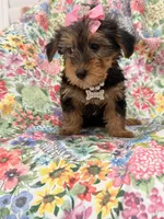 Ashley , a female Yorkshire Terrier for sale in Merritt Island, FL – 7 of 10