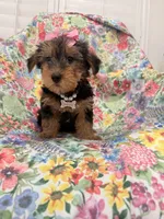 Ashley , a female Yorkshire Terrier for sale in Merritt Island, FL – 5 of 10