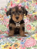 Ashley , a female Yorkshire Terrier for sale in Merritt Island, FL – 3 of 10