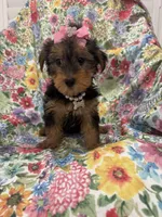 Ashley , a female Yorkshire Terrier for sale in Merritt Island, FL – 10 of 10