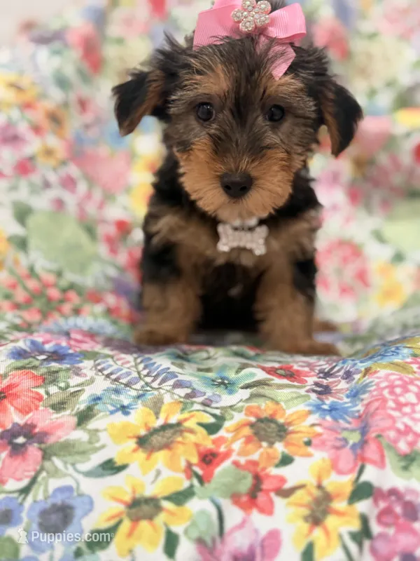 Ashley  – Yorkshire Terrier puppy for sale in Merritt Island, FL