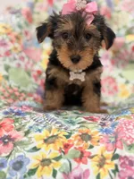 Ashley , a female Yorkshire Terrier for sale in Merritt Island, FL – 1 of 10