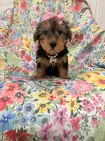 Ashley , a female Yorkshire Terrier for sale in Merritt Island, FL – 8 of 10
