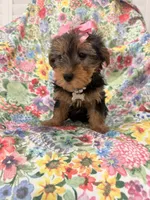 Ashley , a female Yorkshire Terrier for sale in Merritt Island, FL – 9 of 10