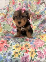 Ashley , a female Yorkshire Terrier for sale in Merritt Island, FL – 6 of 10