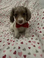 Nathan , a male Miniature Dachshund for sale in Merritt Island, FL – 6 of 10