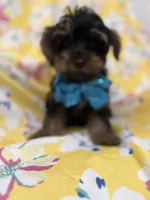 Zeus , a male Yorkipoo for sale in Merritt Island, FL – 5 of 8