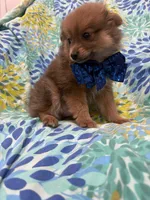 p, a male Pomeranian for sale in Merritt Island, FL – 9 of 9