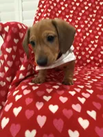 Scrappy , a male Miniature Dachshund for sale in Merritt Island, FL – 5 of 7