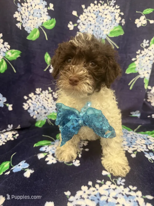 Mocha  – Poodle - Toy  puppy for sale in Merritt Island, FL