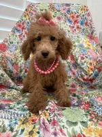 Madison , a female Poodle - Miniature  for sale in Merritt Island, FL – 6 of 7