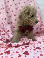 Riley , a male Poodle - Miniature  for sale in Merritt Island, FL – Photo 3 of 8