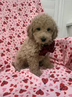 Riley , a male Poodle - Miniature  for sale in Merritt Island, FL – Photo 7 of 8