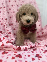 Riley , a male Poodle - Miniature  for sale in Merritt Island, FL – Photo 1 of 8