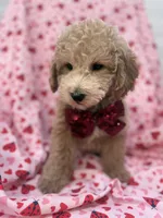 Riley , a male Poodle - Miniature  for sale in Merritt Island, FL – Photo 2 of 8