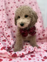 Riley , a male Poodle - Miniature  for sale in Merritt Island, FL – Photo 4 of 8