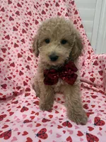 Riley , a male Poodle - Miniature  for sale in Merritt Island, FL – Photo 6 of 8